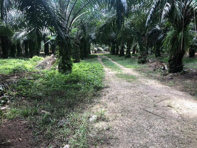 Tanah Kebun Sawit Kg Pergam Baru, Sungai Terap, Muar, Johor 1
