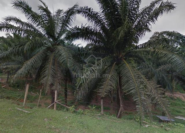 Durian Tunggal Freehold Agriculatural Land, 4.84 Acres 1