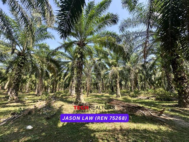 Road Reserved | Oil Palm Kelapa Sawit | Semeling Bedong 1