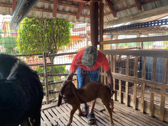 Carousel Image Selected