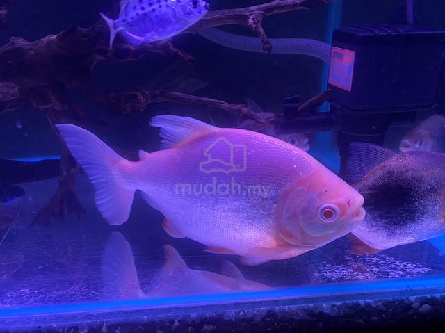 Ebh Pacu Albino Silver Dollar Pets For Sale In Tanjong Tokong Penang ebh-pacu-albino-silver-dollar-pets-for-sale-in-tanjong-tokong-penang