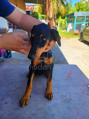 Doberman mudah fashion