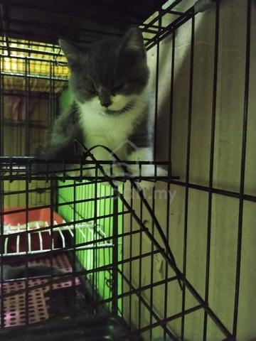 Bsh  - photo 5 of 5