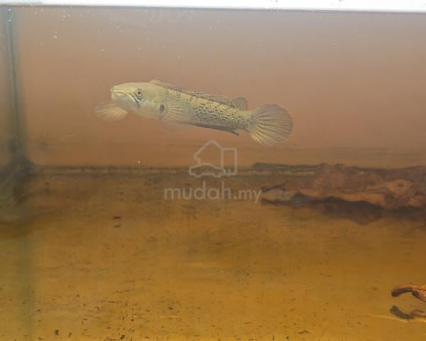 chana stewarti - photo 3 of 6