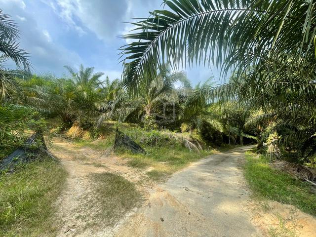 Tanah Pertanian 3.3 Ekar atas Bukit di Tanjung Ipoh, Kuala Pilah 4