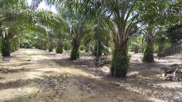 44.14 acres Palm oil Land at Beruas, Perak 1