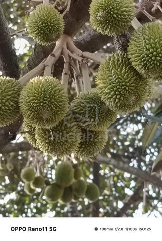 Durian Orchard, Agriculture Land @ Titi, Kuala Kluang, Jelebu 1