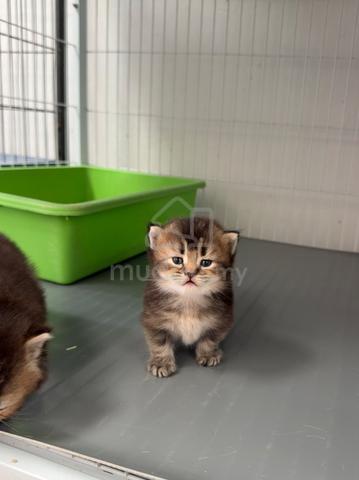 BSH Munchkin kitten - photo 2 of 4