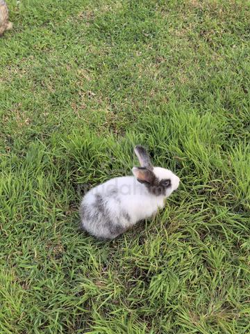 Rabbit with good heath for sale  - photo 6 of 6