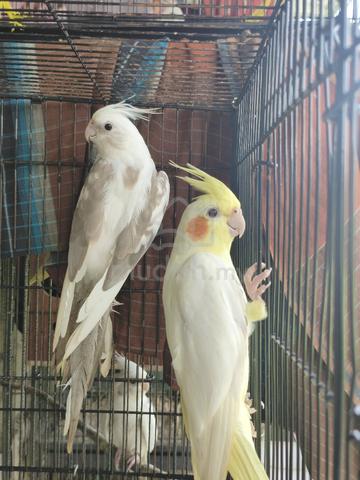 Carousel Image Selected