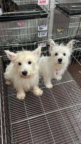 Pure Breed West Highland White Terrier (Feale) - photo 3 of 5