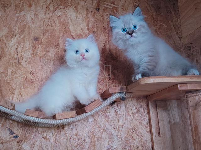 Ragdoll Cat Mating - photo 6 of 6