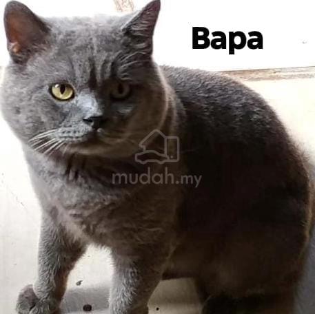 Bsh - photo 2 of 2