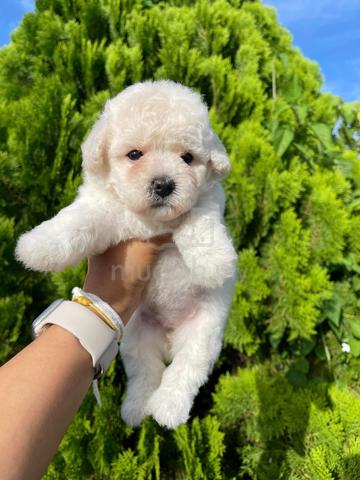 bear face poodle puppy nw2420 Pets for sale in Mid Valley City Kuala Lumpur