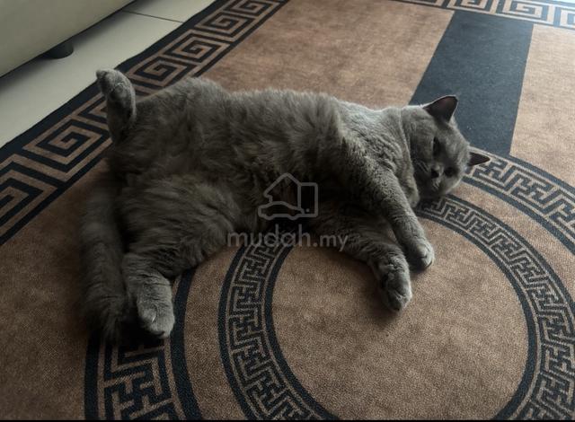 Pure British Shorthair(BSH) BLUE - photo 3 of 3