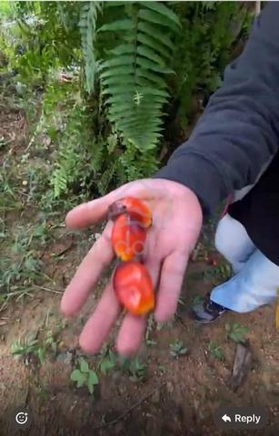 21 Acres Tanah Pertanian Agricultural Karak Pahang 1