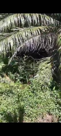 Sijangkang Batu 9, Jalan Kebun Baru, 📌2.121Acres flat Land for sale 5