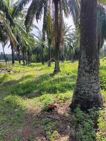 Tanah Beserta Pokok Kelapa Sawit Untuk Dijual 1