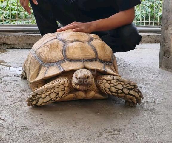 sulcata bersaiz 40kg - photo 2 of 3