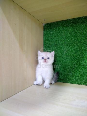 BSH British Short Hair Female For Sale KucingMurah - photo 2 of 4