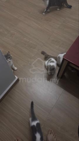 mix bsh kucing - photo 4 of 6