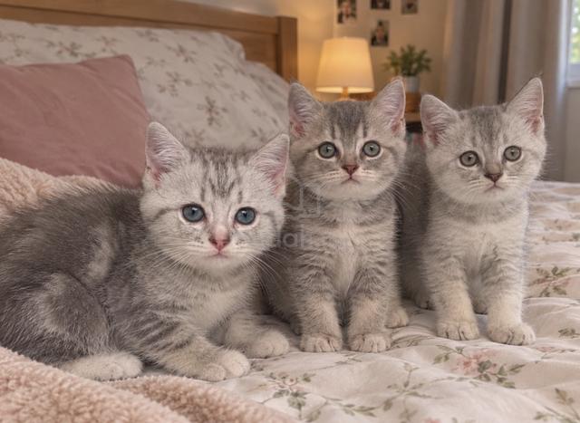 Kitten British Shorthair - photo 2 of 6