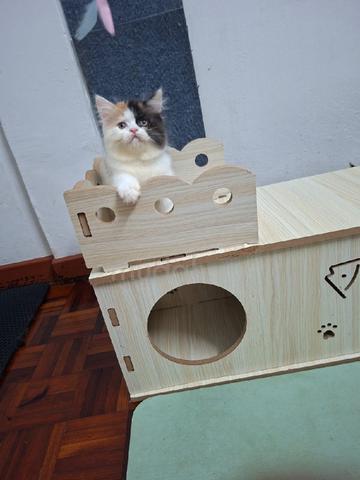 Carousel Image