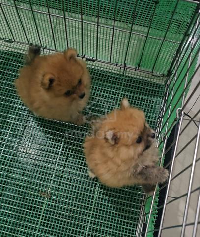 Tiny Pomeranian - photo 5 of 6