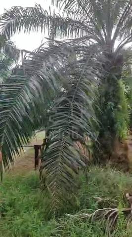 Young palm oil trees/ 3.7 acres/Freehold Agricultural Land/Jimah/N 1