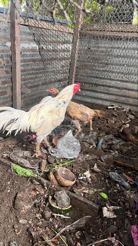 Ayam ratu - photo 2 of 3