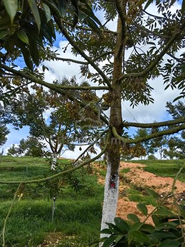 Senai Jalan Seelong 8.24 Acre Durian Farm Freehold Near IndustrialZone 1