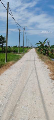 Tanah Sawah di Tanjong Karang 1