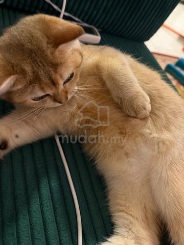 bsh golden kitten - photo 4 of 4