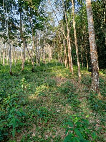 Kebun Getah Geran Individu. 4.73 relong. 2