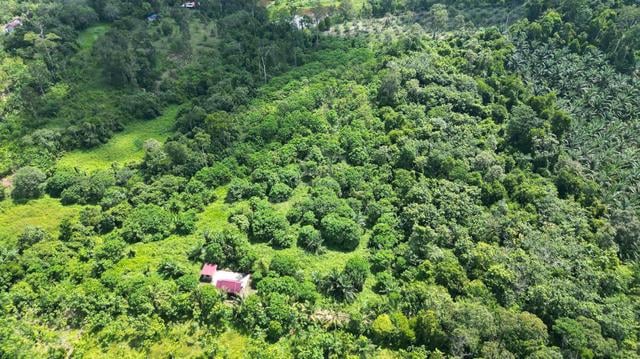 (Kawasan Berpagar & Lengkap Infra) Tanah Pertanian Kg Bolok, Lanchang 1