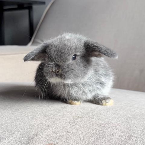 Holland lop bunny ear lop rabbit arnab - photo 2 of 2