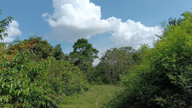 3.5 Ekar Kg Lubuk Kepong Batu Anam Segamat Gemas 1