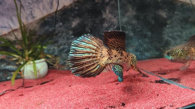 Auranti 13 inch mental on - photo 2 of 3