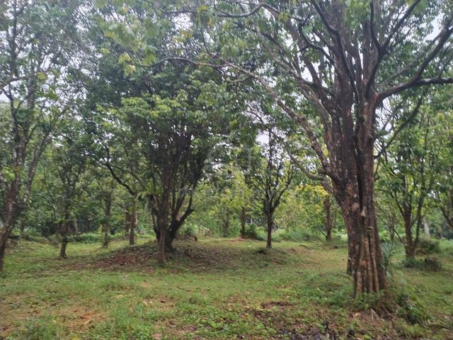 Tanah Kebun Buah Tepi Jalan Utama Kuala Berang ke Sg Tong 1