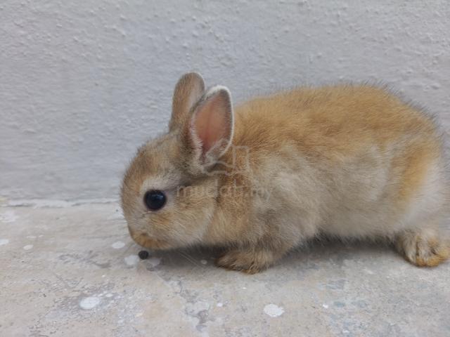 Carousel Image