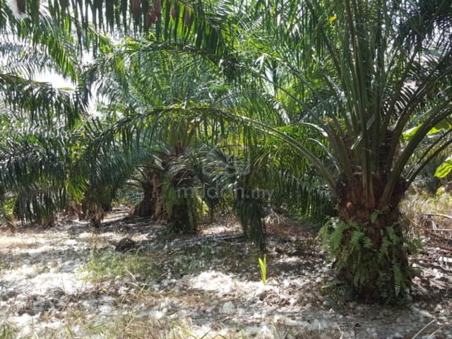 [ Tanah Tepi Jalan ] 2.5 Ekar Sawit , Sungai Air Tawar , Sabak Bernam 2