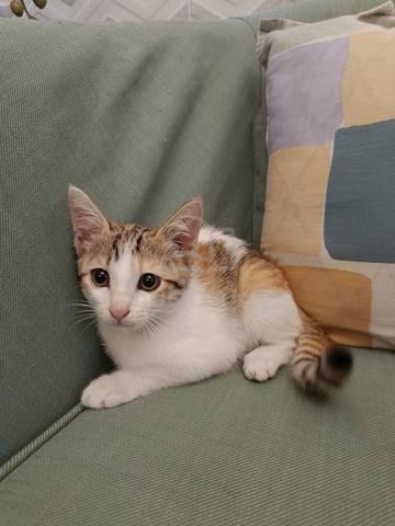 kucing comel mencari tuan baru - photo 3 of 4