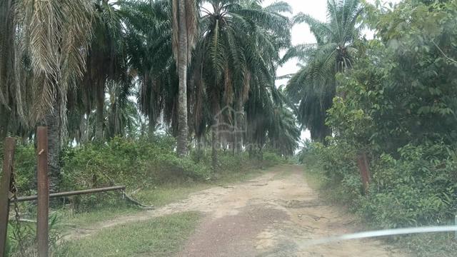 Freehold Agriculture Land @ Oil Palm Plantation @ Selandar Melaka 1