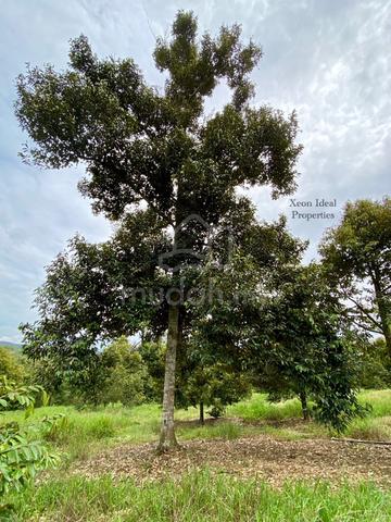 【🔥FREEHOLD】8 Acres Durian Orchard @ Titi, Jelebu, Mukim Glami Lemi 4