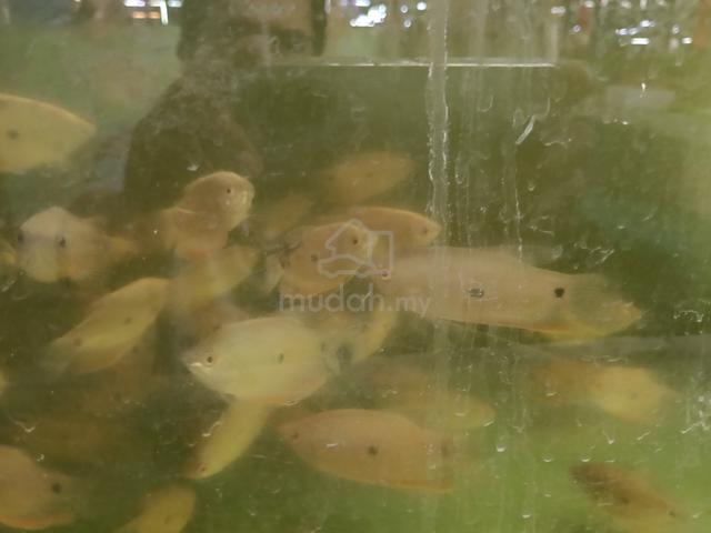 Carousel Image Selected