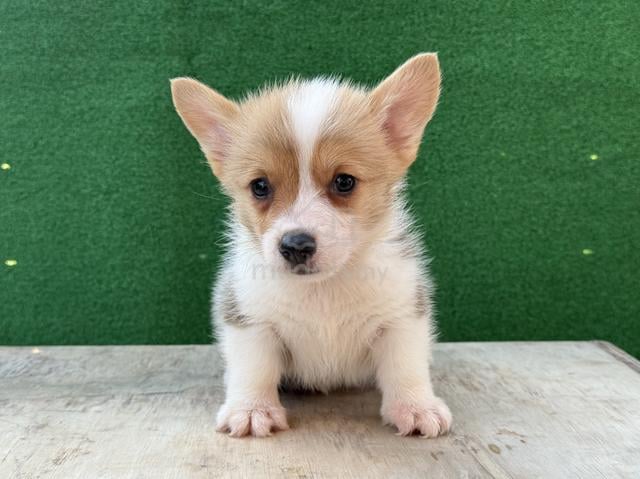 Pembroke Corgi Puppy - photo 2 of 4