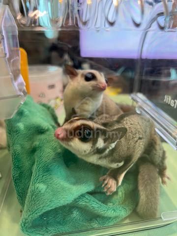 Pair of sugar gliders + cage - photo 4 of 5