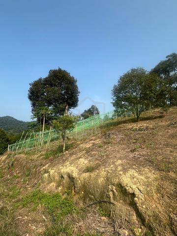 Durian Land for sell 12Acres 1