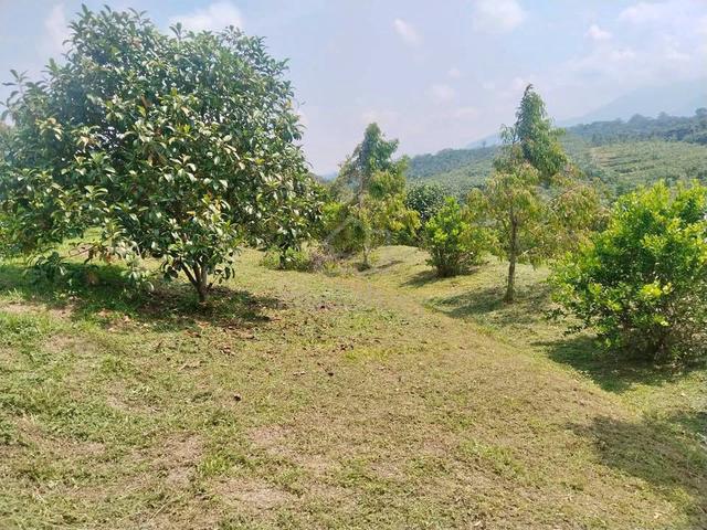 Tanah Dusun Buah-Buahan untuk dijual segera 1