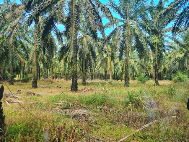 Pahang Mentakab To Karak Main Road Side Oil Palm 26 Acres For Sale 1